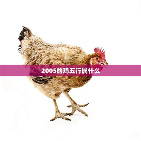 2005五行|2005年五行属什么？让我们一起了解木鸡的命运